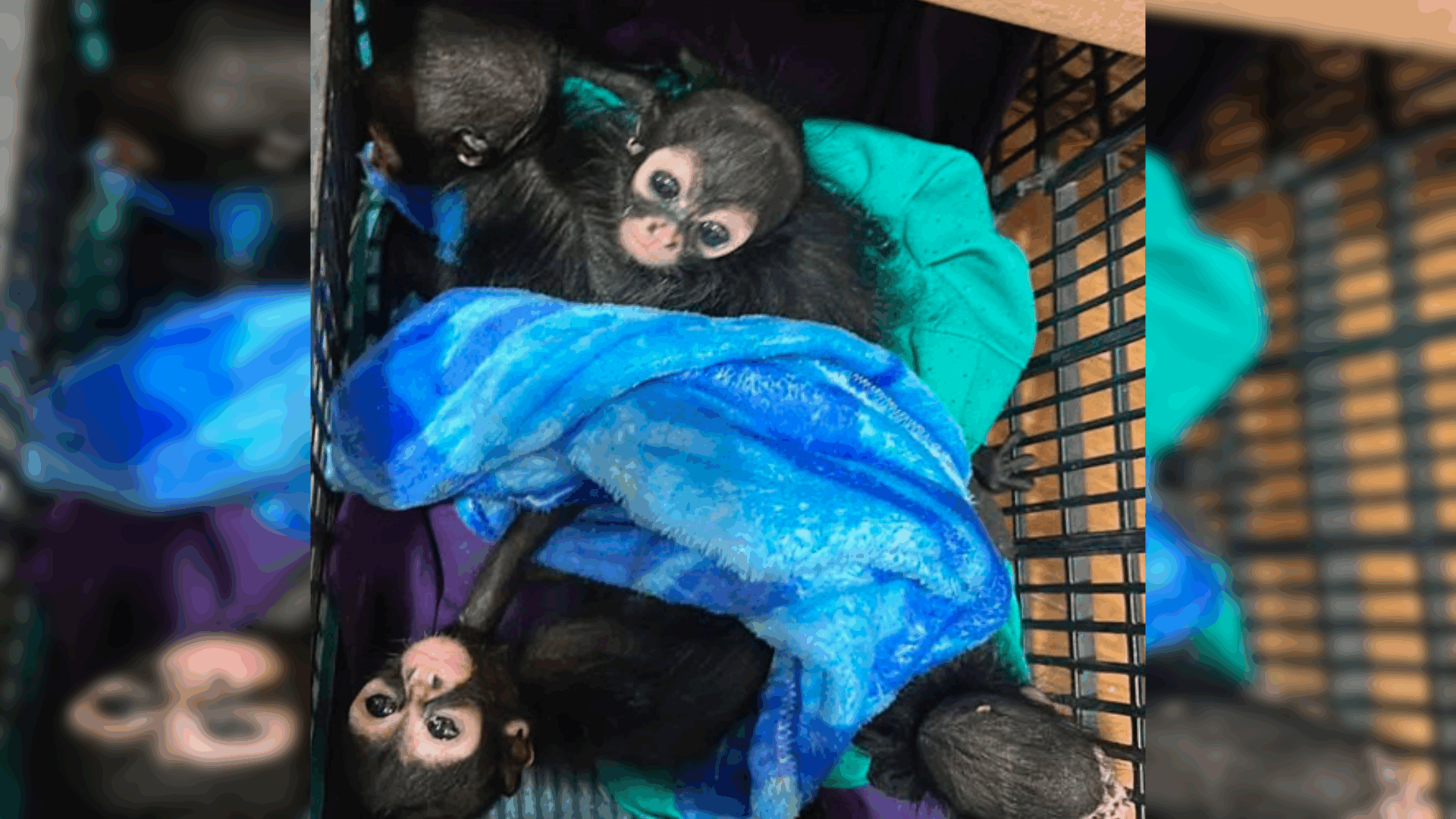 monos araña bebés rescatados del tráfico ilegal en Chiapas