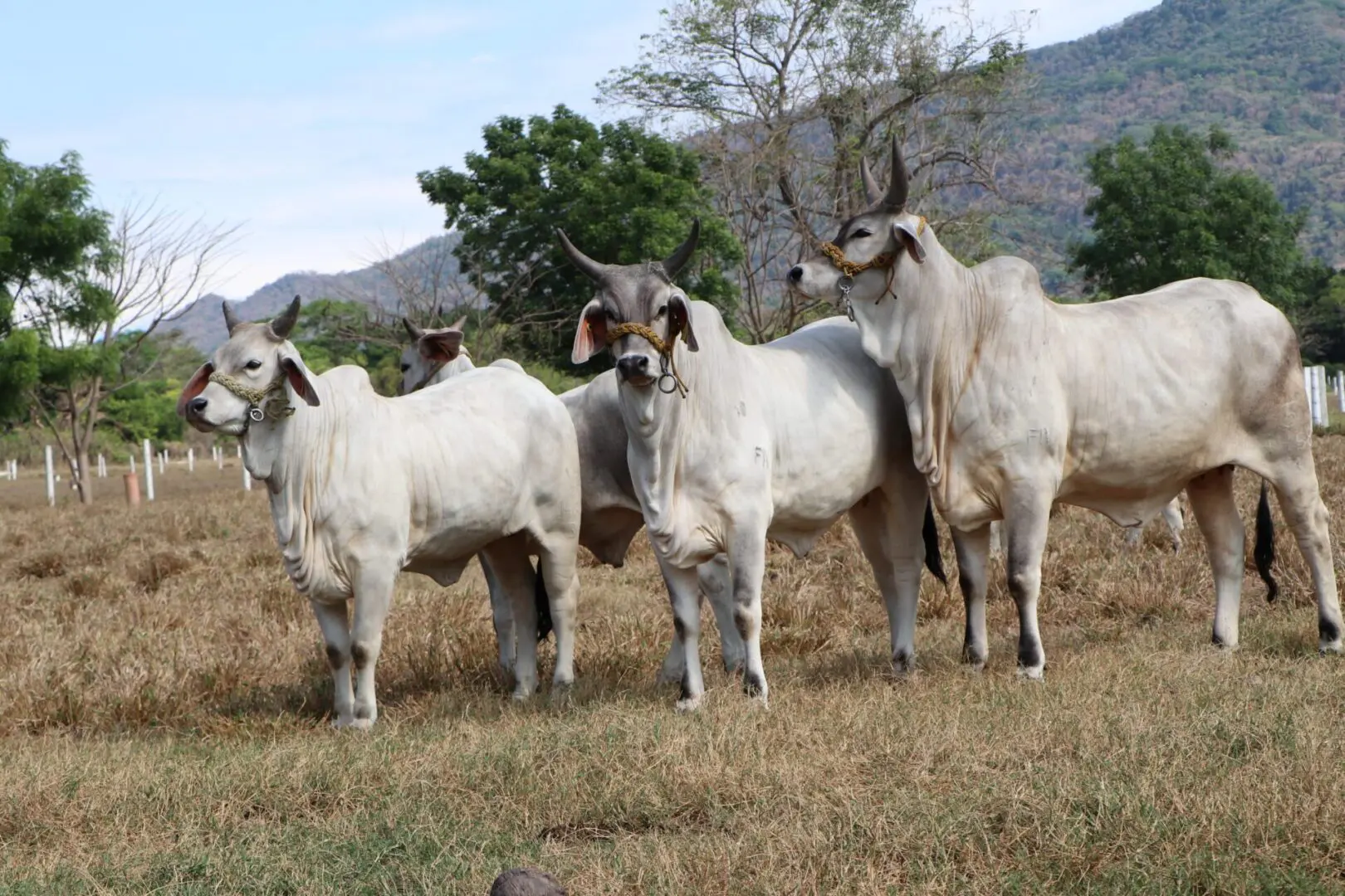 Cows standing in a grassy field.