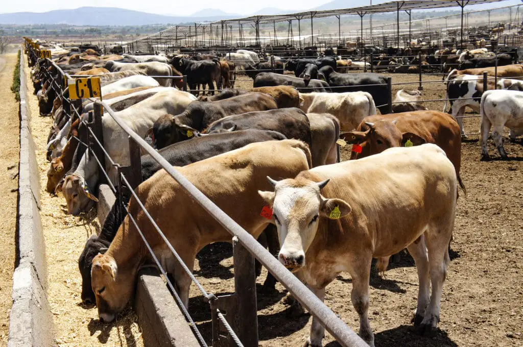 Autoridades supervisan el primer embarque de ganado exportado desde Agua Prieta, Sonora, tras cumplir nuevo protocolo zoosanitario.