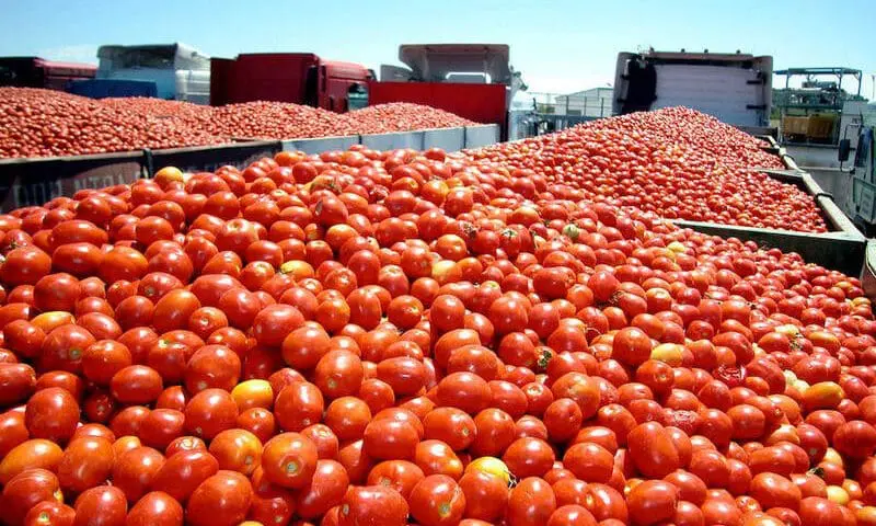 Camiones cargados con jitomate mexicano, imagen de archivo representativa de la exportación agrícola