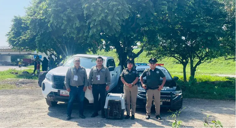 Rescate de mapache en peligro de extinción en Tonalá, Chiapas