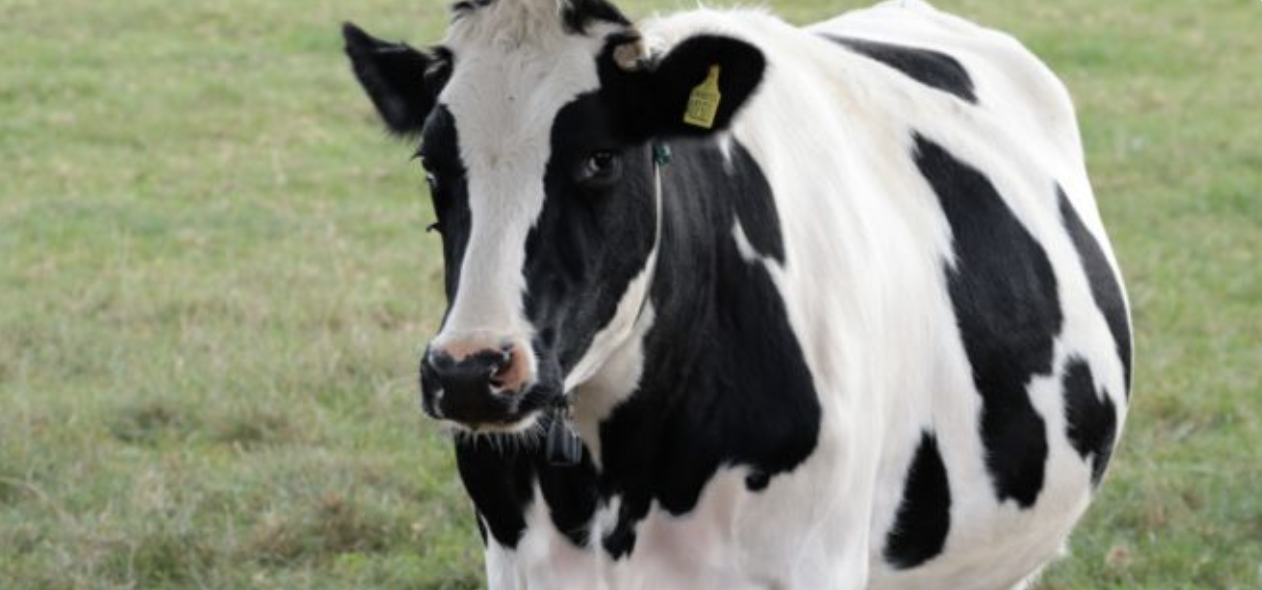 Vaca en Chiapas recibe atención sanitaria preventiva