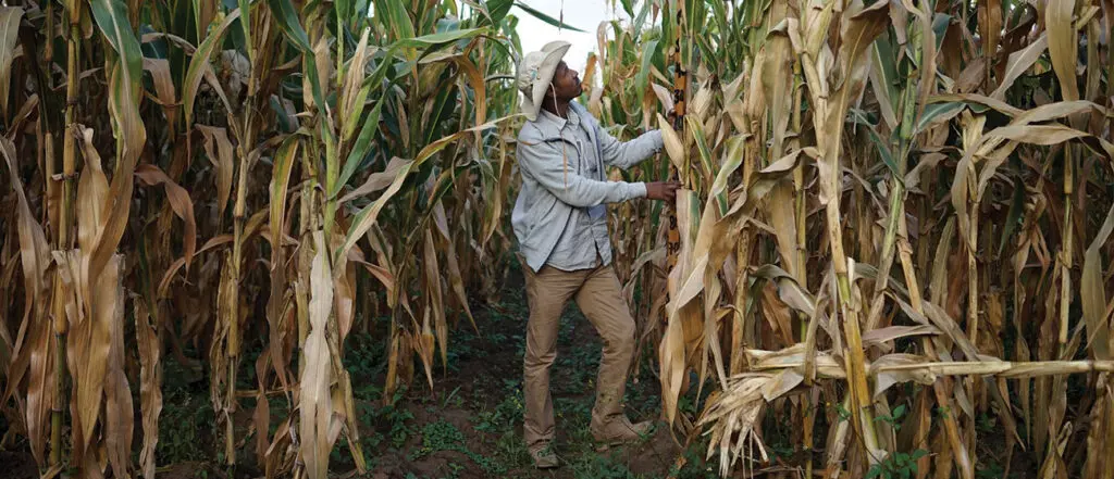 Hombre trabajando en cultivo de maíz en un campo agrícola