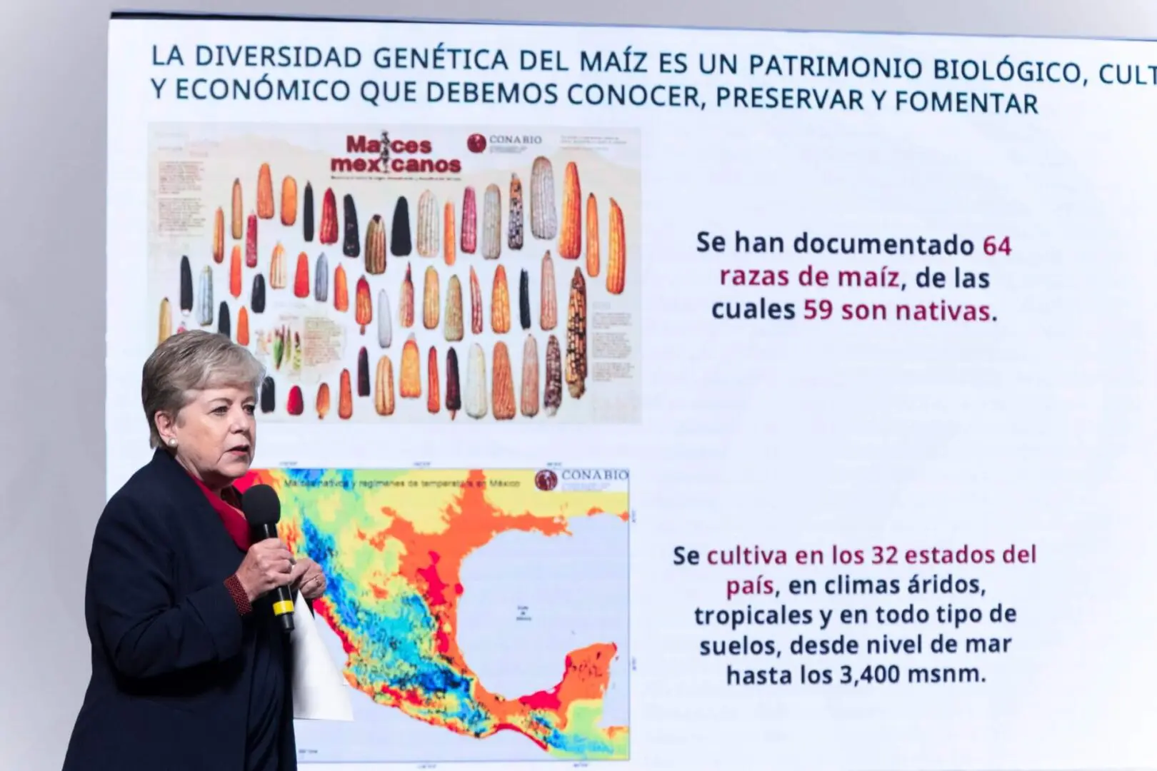 Prohibición de Maíz Transgénico.