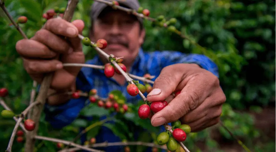 Agricultores indígenas de México presentan alimentos orgánicos en ferias internacionales en Alemania