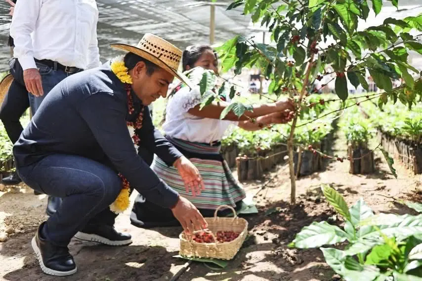 Gobernador Eduardo Ramírez Aguilar participa en cosecha de café junto a productora en Chilón durante el arranque del programa Café con Humanismo