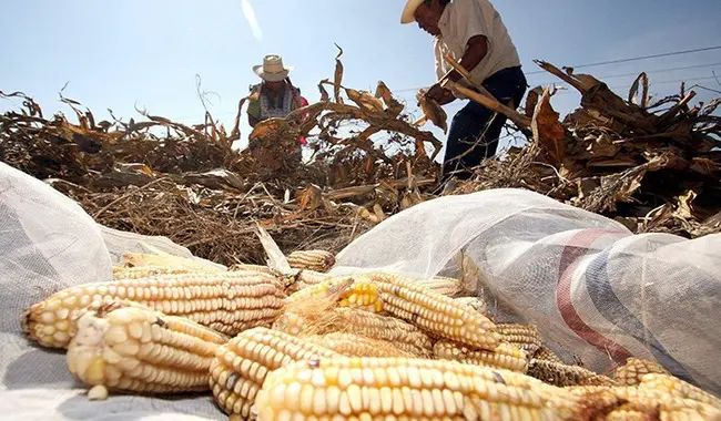 Elotes en el suelo junto a jornaleros.