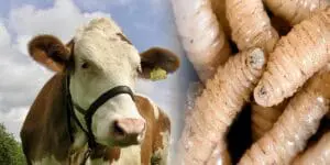 Gobierno de Chiapas recibe dosis para gusano barrenador