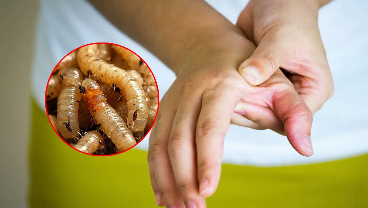 Gusano barrenador obtiene primera víctima humana en México