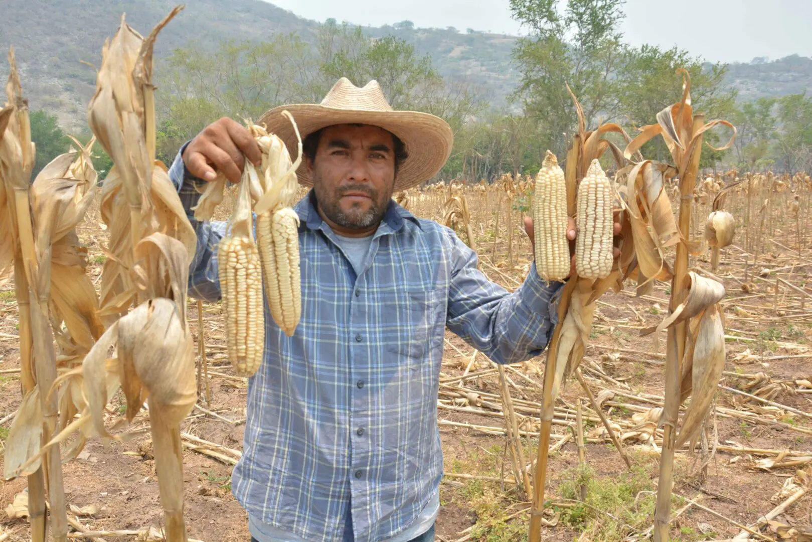 Campesino sosteniendo una mazorca en el campo