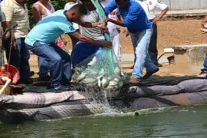 Alumnos de la UPChiapas crean sistema para mejorar la producción de tilapia