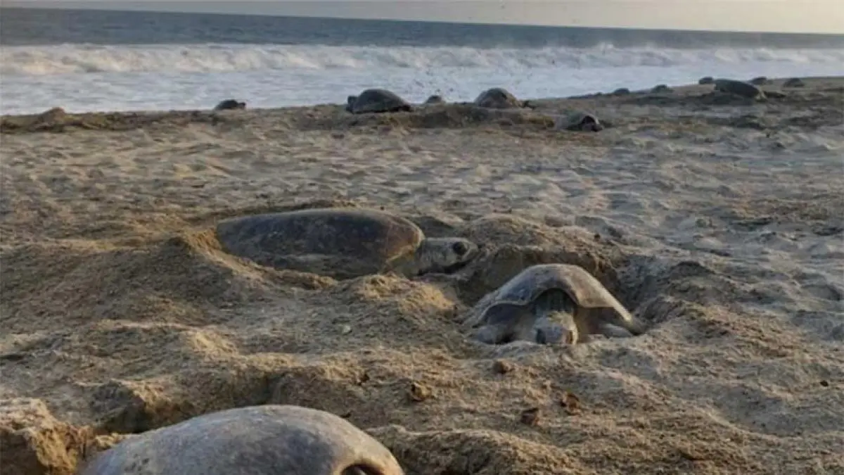 Pobladores de Oaxaca denuncia robo de huevos de tortuga en playas aledañas
