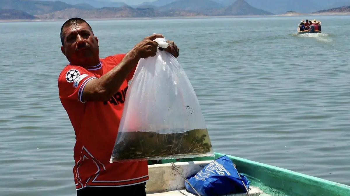 Impulsan criadero de tilapias al sembrar 150 mil crías del pez