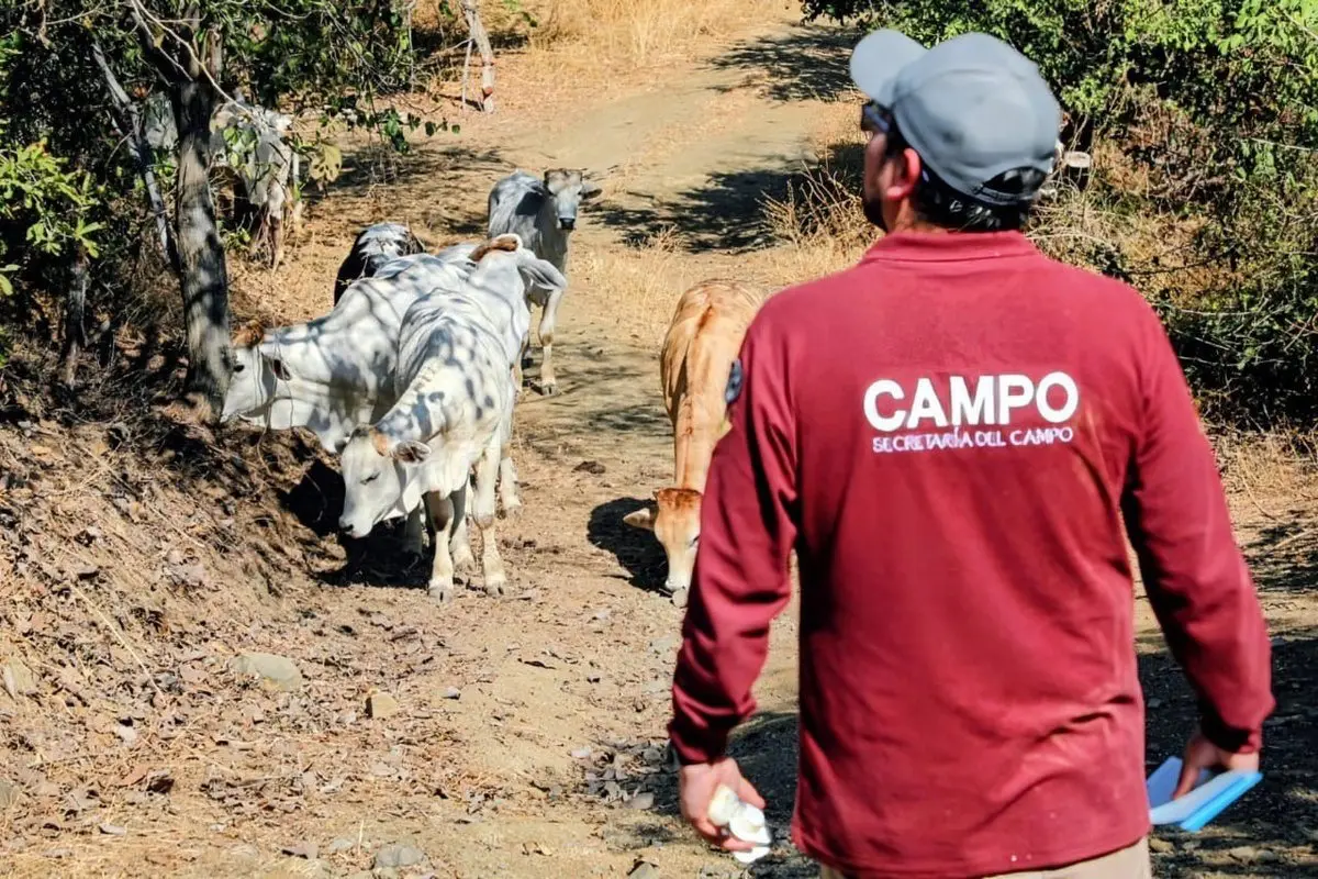 México lleva a cabo más de 500 mil trampas para acabar con la plaga del gusano barrenador