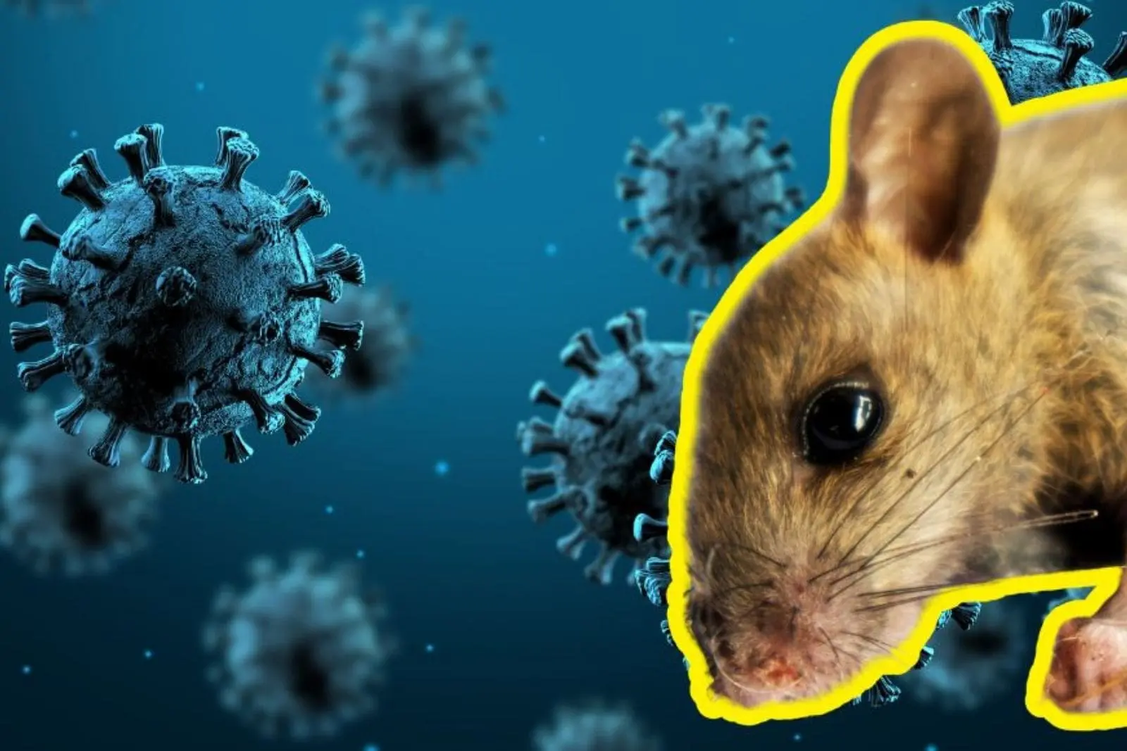 Hantavirus: los casos reportados hasta ahora y el avance del brote internacional