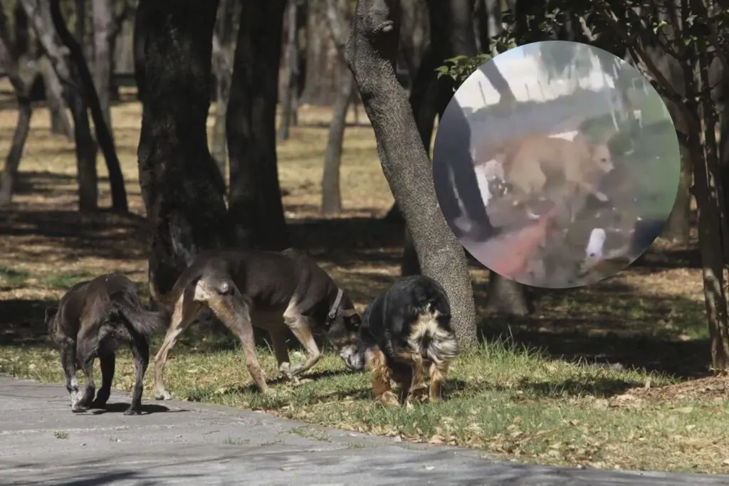 Hombre mata a dos perros domésticos en San Luis Potosí; Dueña presenta demanda