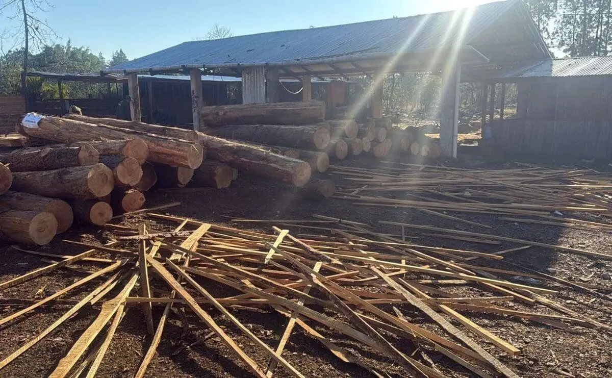 Incautan más de 28 mil piezas de pino en Altamirano, Chiapas