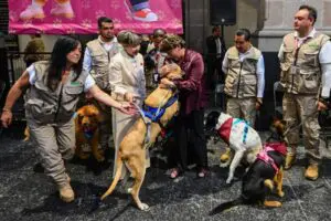 Edomex promulga Ley de Bienestar Animal; multas, cárcel y reconocimiento legal a familias multiespecie
