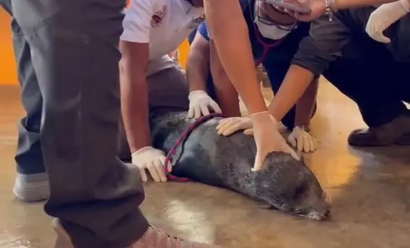 Rescuers performing CPR on a dog
