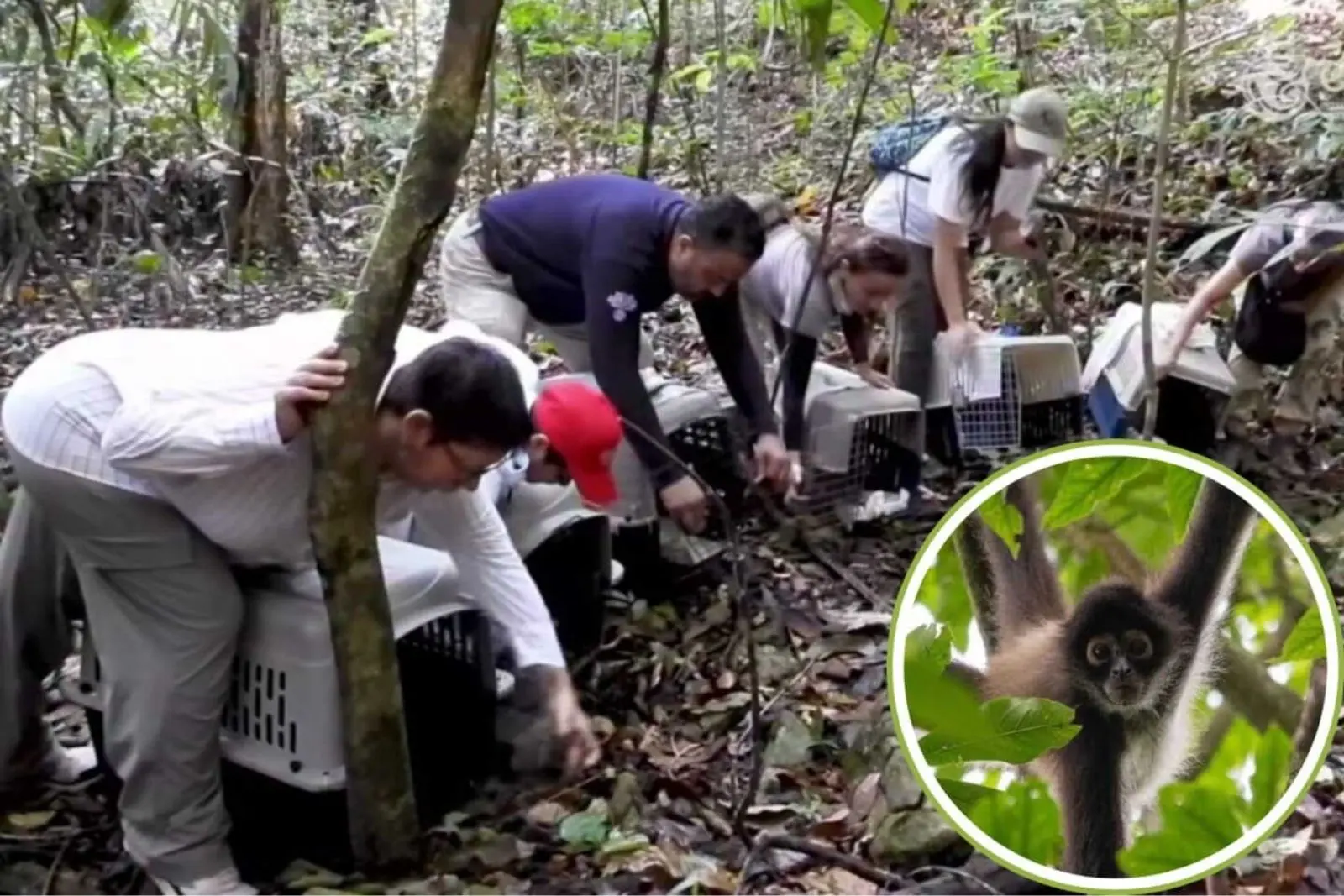Liberan en Parque Nacional Palenque a 17 primates rescatados del tráfico ilegal