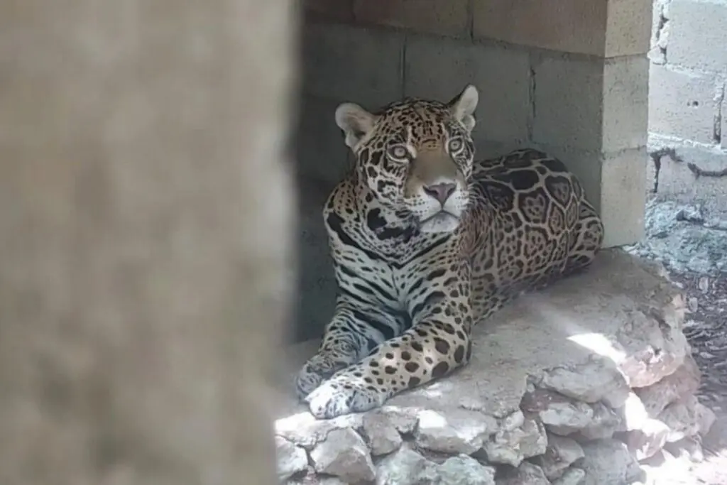 Rescatan a 15 animales silvestres en condiciones de abandono en operativo de Playa del Carmen