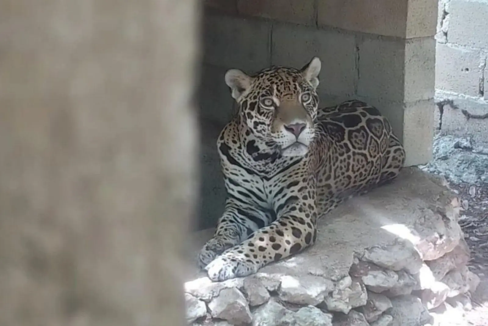 Rescatan a 15 animales silvestres en condiciones de abandono en operativo de Playa del Carmen