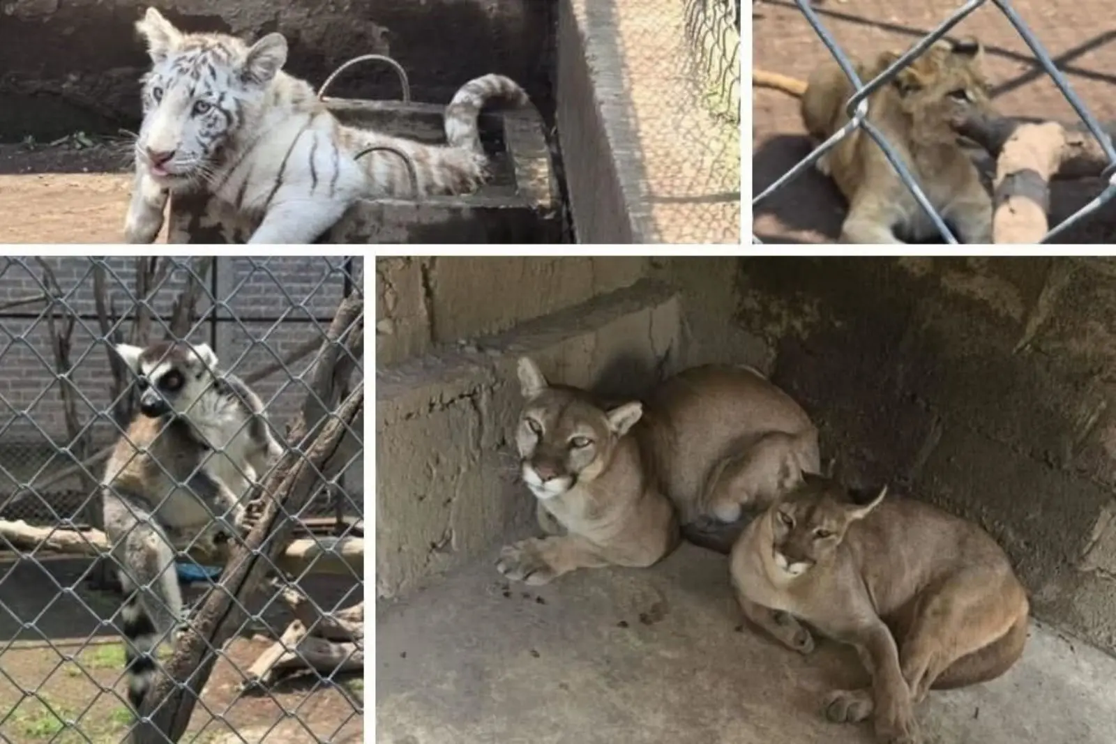 Hallan león, tigre blanco, pumas y otras especies exóticas en inmueble de Chalco