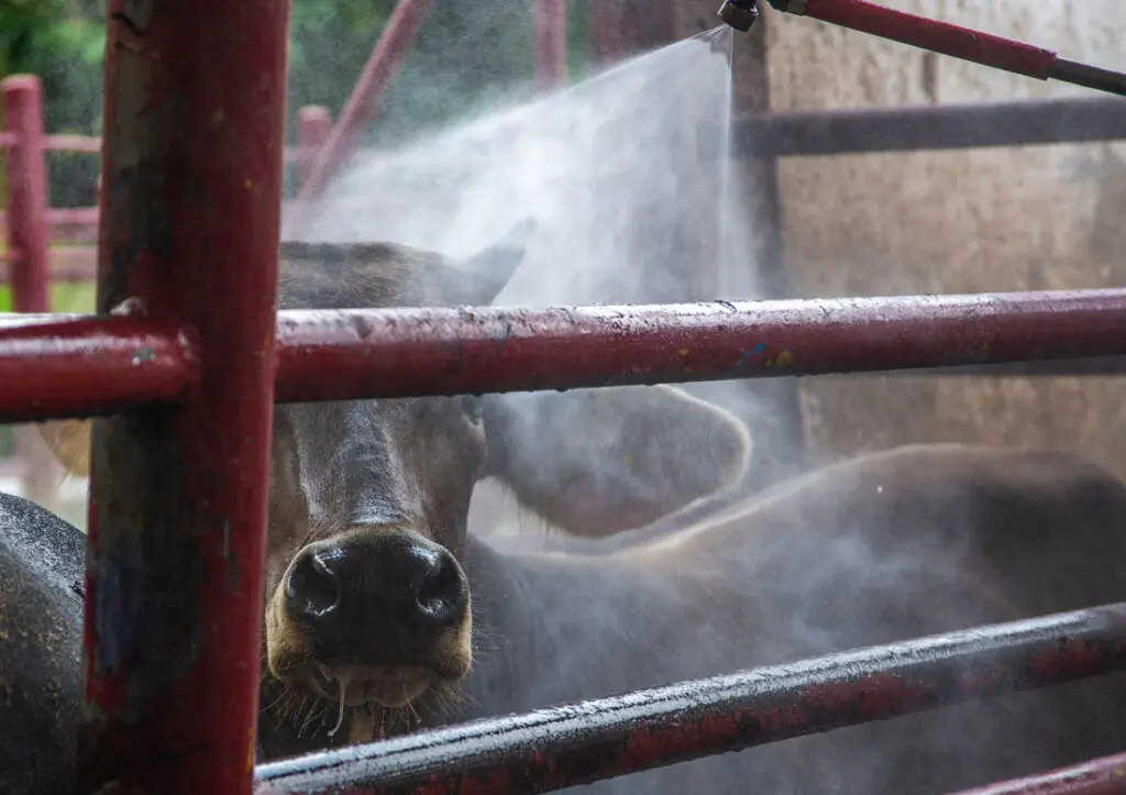Cow being sprayed with water in pen