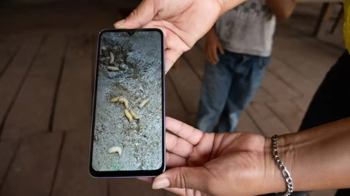 Imagen representativa de la emergencia sanitaria por miasis en Puebla, donde se analizan contagios humanos y presencia del parásito en animales.