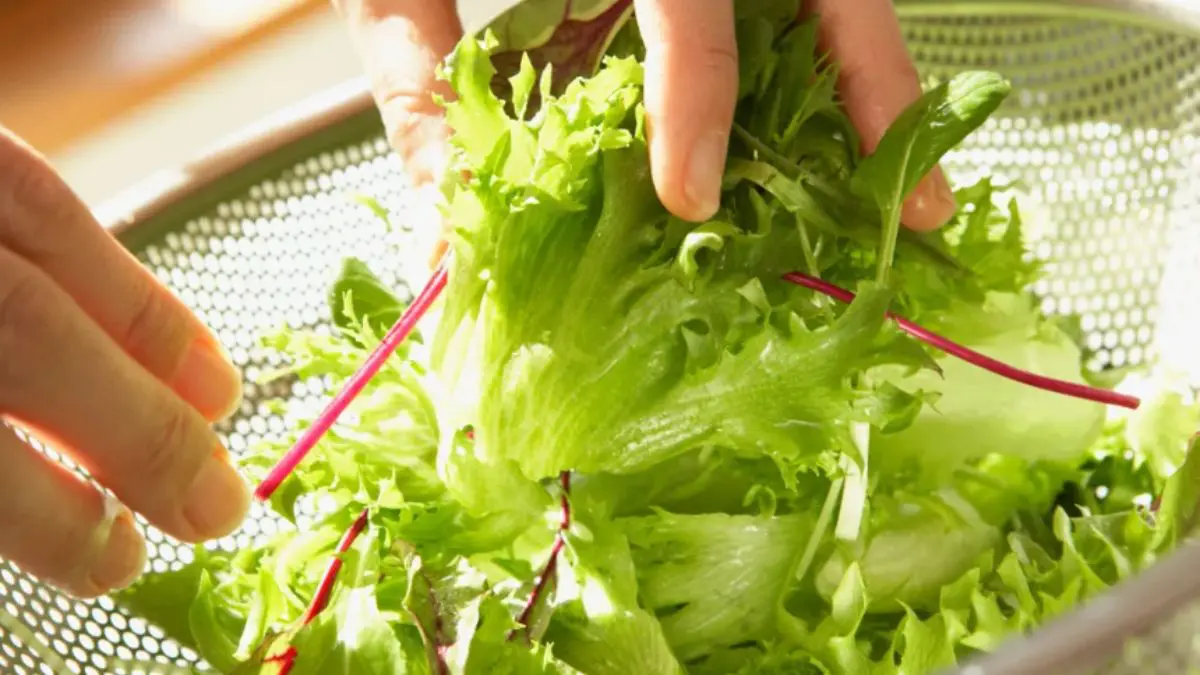 Lechuga iceberg relacionada con la investigación de casos de Cyclospora en Estados Unidos