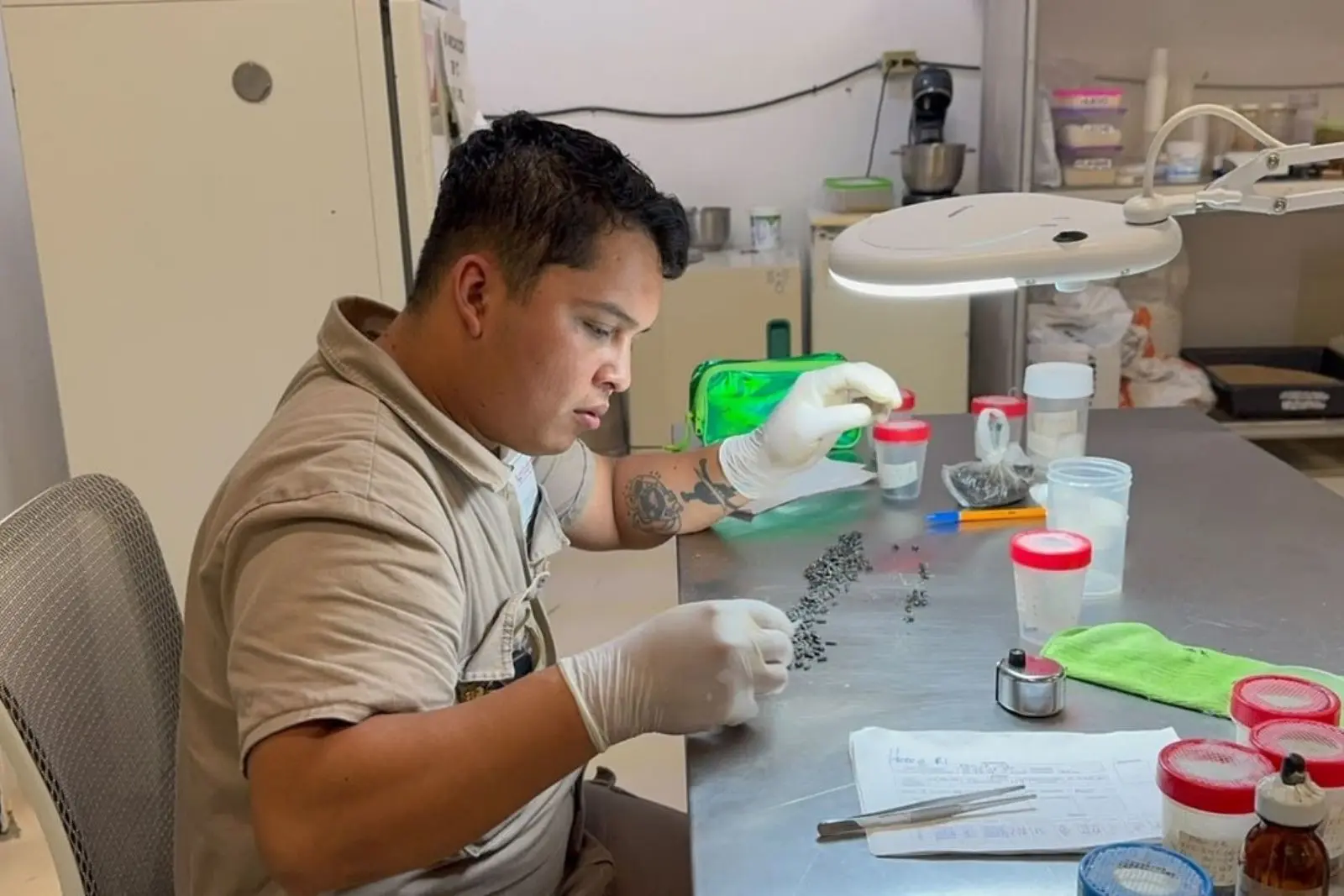 Científicos desarrollan en Chiapas cepa de mosca estéril para combatir gusano barrenador
