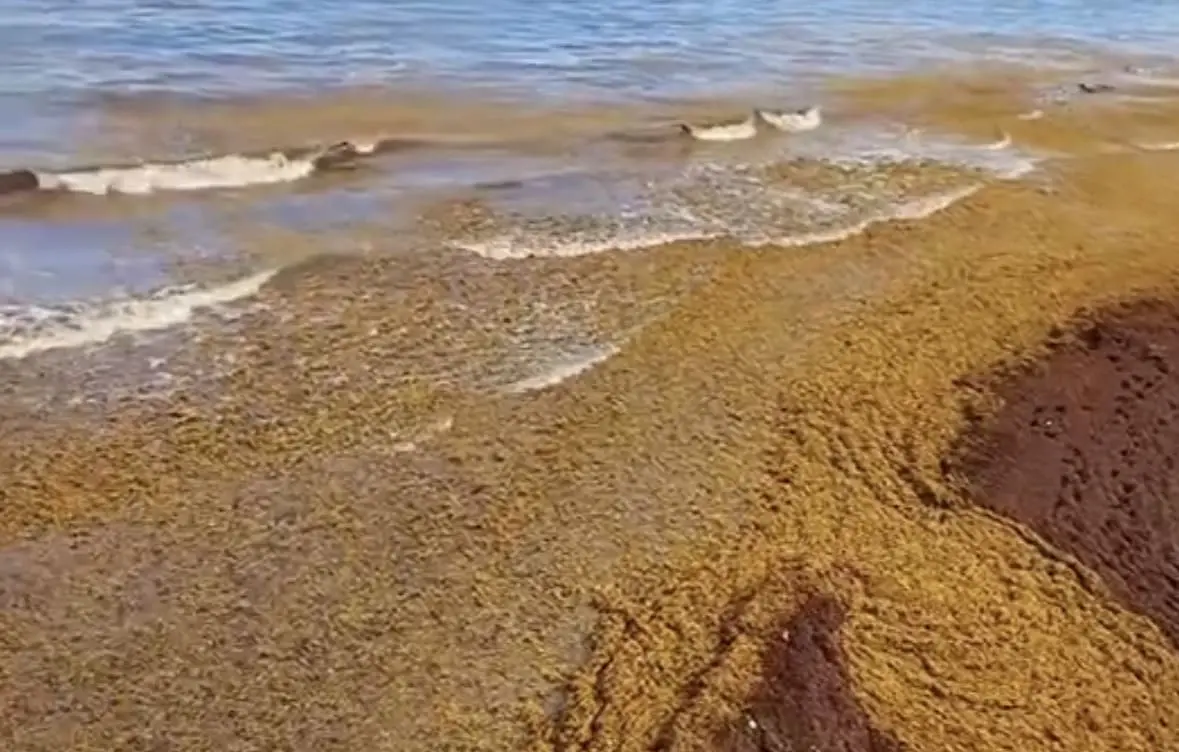 Acumulación de sargazo en una playa de Playa del Carmen, Quintana Roo