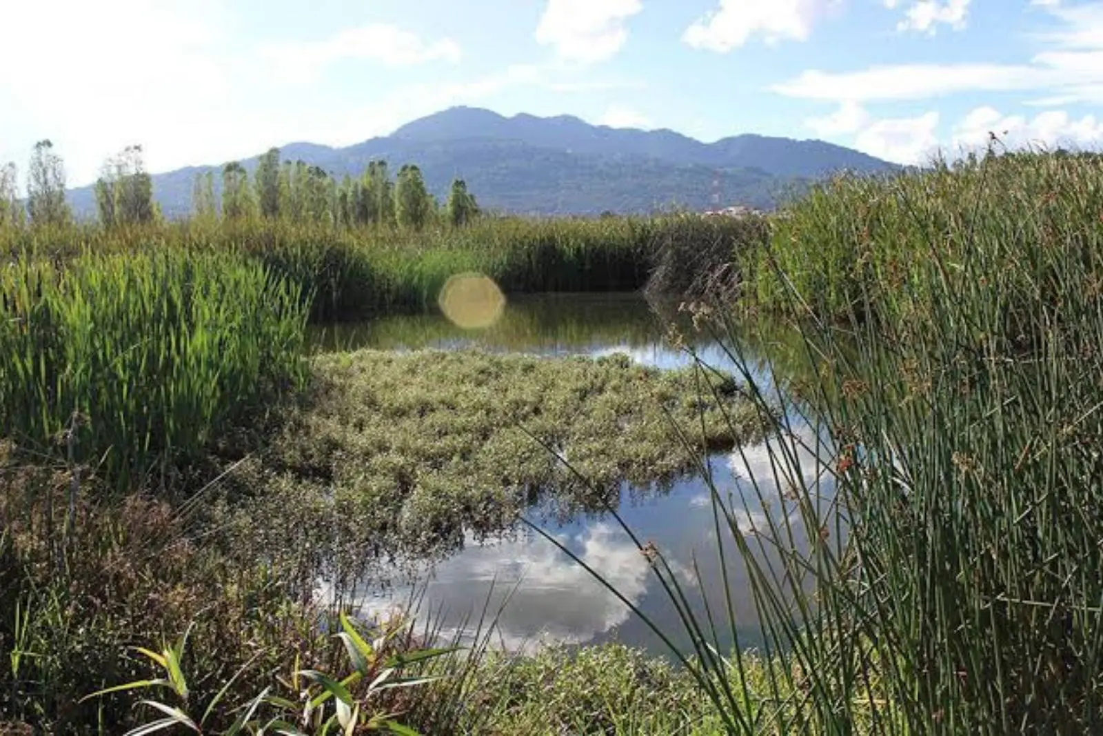 Impulsan restauración de humedales La Kisst con siembra de más de 500 árboles nativos