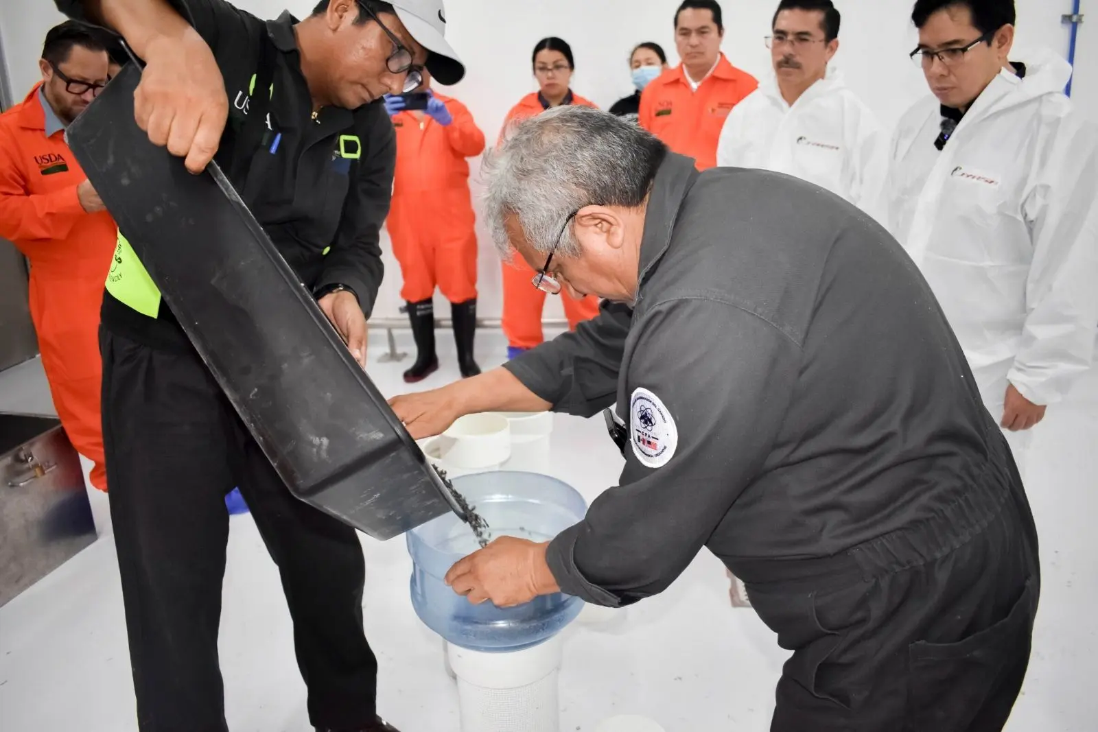 México fortalece combate al gusano barrenador con liberación de primeras moscas estériles producidas en Chiapas
