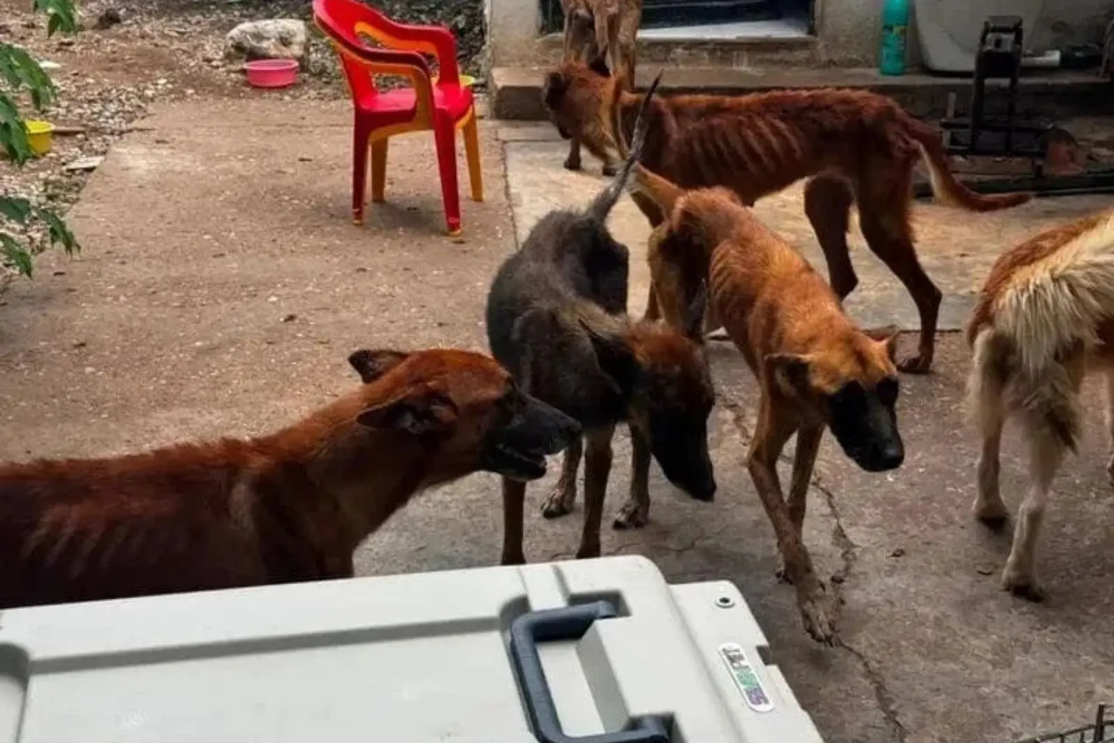 Rescatan a ocho perros víctimas de maltrato en Tuxtla Gutiérrez