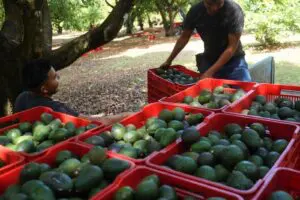 Exportación de aguacate mexicano vuelve a EU tras tres días de suspensión