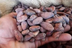 Cacao orgánico de Soconusco conquista Europa; envían embarque de 16 toneladas a Bélgica