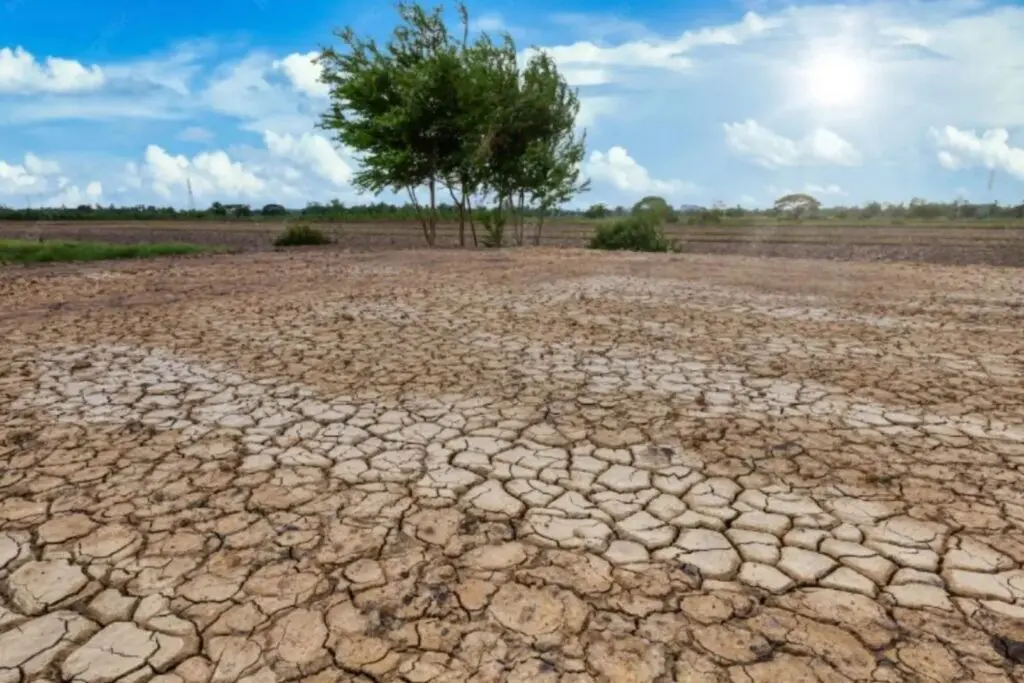 Fuerte sequía golpea a más de 45 mil hectáreas en Chiapas