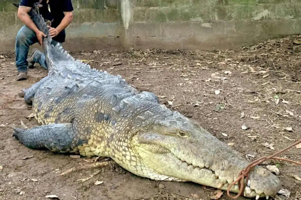 Chiapas recibe tres cocodrilos australianos; hecho inédito para México y Latinoamérica