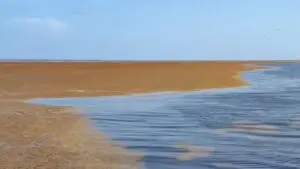 Grandes acumulaciones de sargazo afectan ecosistemas costeros del Caribe mexicano.