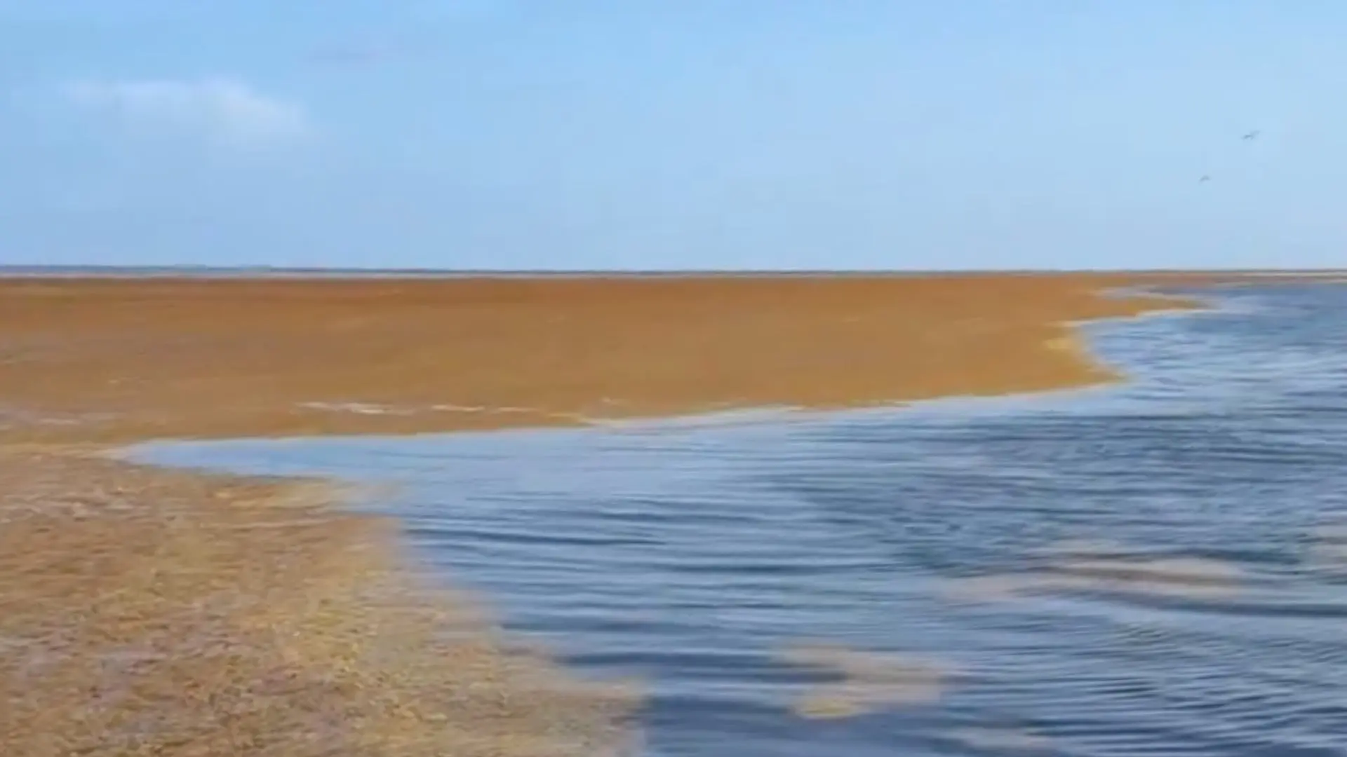 Grandes acumulaciones de sargazo afectan ecosistemas costeros del Caribe mexicano.