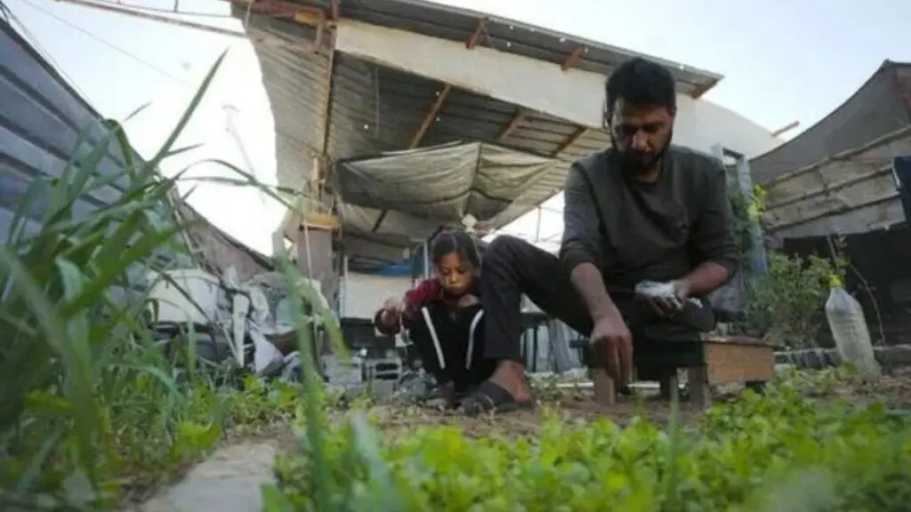 Sólo 3% de las tierras agrícolas de Gaza permanece accesible y sin daños, según la FAO. Foto: OIM