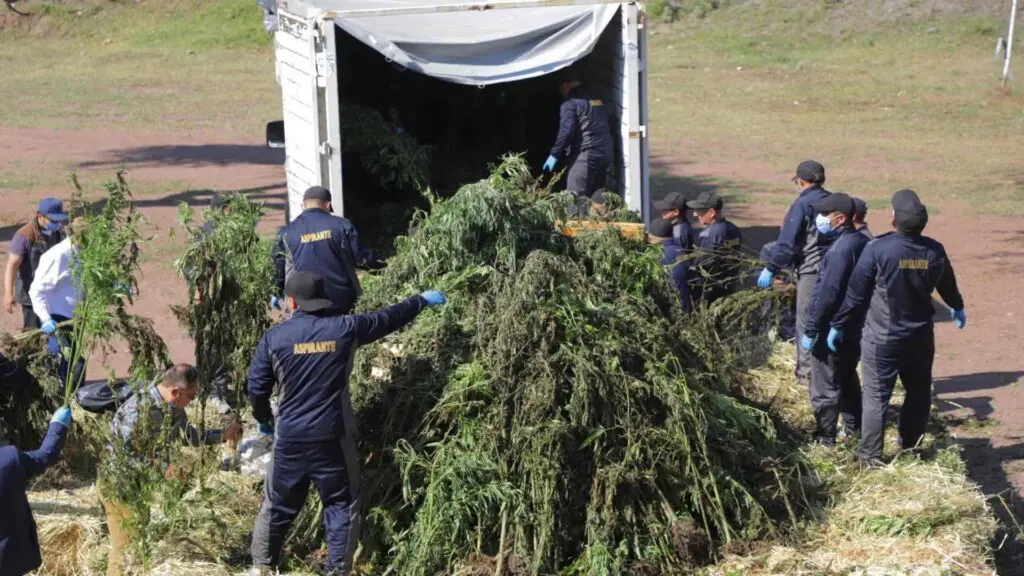 La Fiscalía de Guanajuato aseguró 6 mil 240 plantas de mariguana en seis túneles de Romita. Foto: FSPE