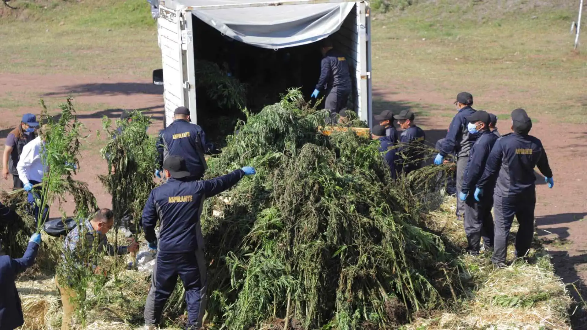 La Fiscalía de Guanajuato aseguró 6 mil 240 plantas de mariguana en seis túneles de Romita. Foto: FSPE