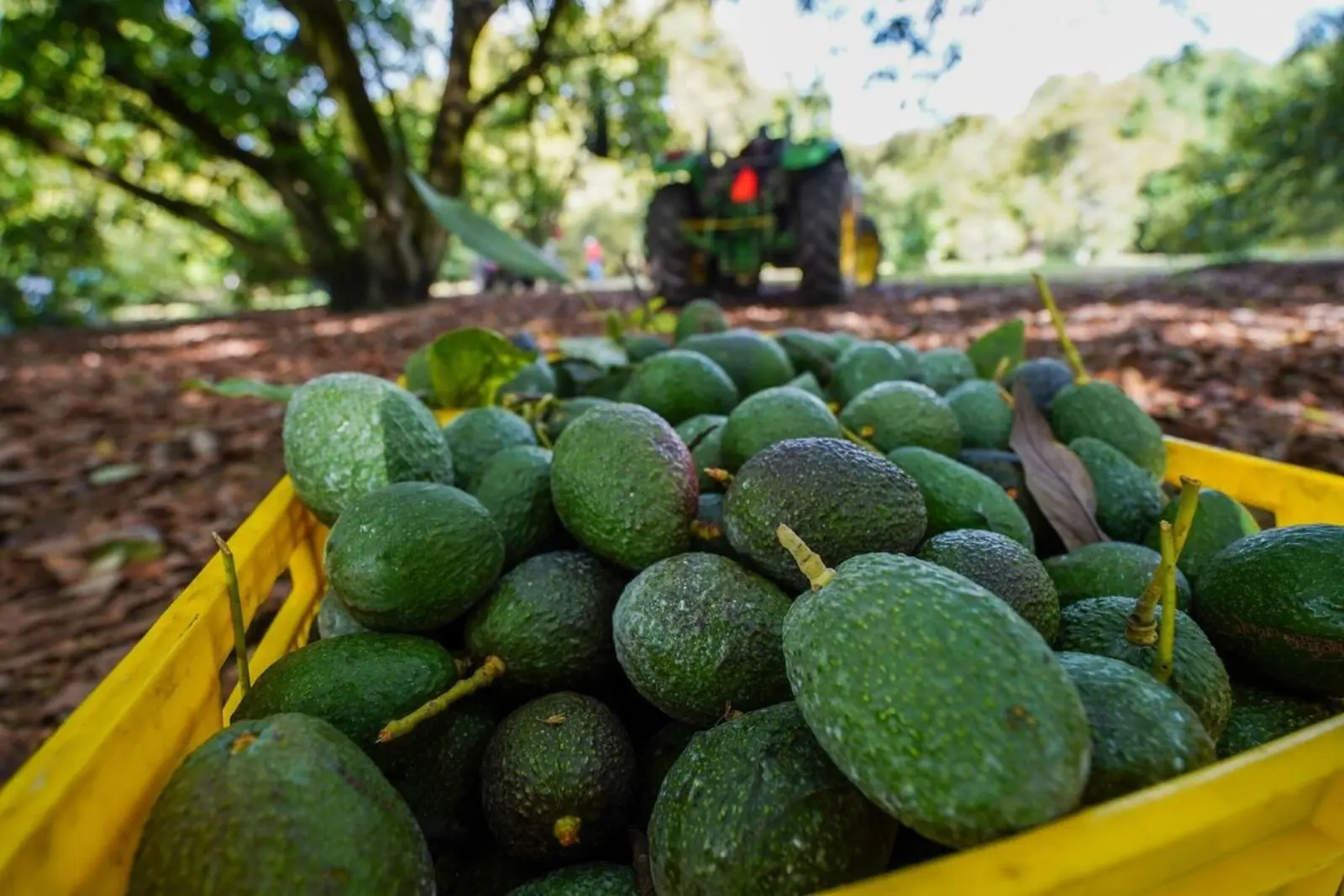 EU reactiva inspecciones de aguacate en Michoacán; mantiene alerta de viaje por inseguridad