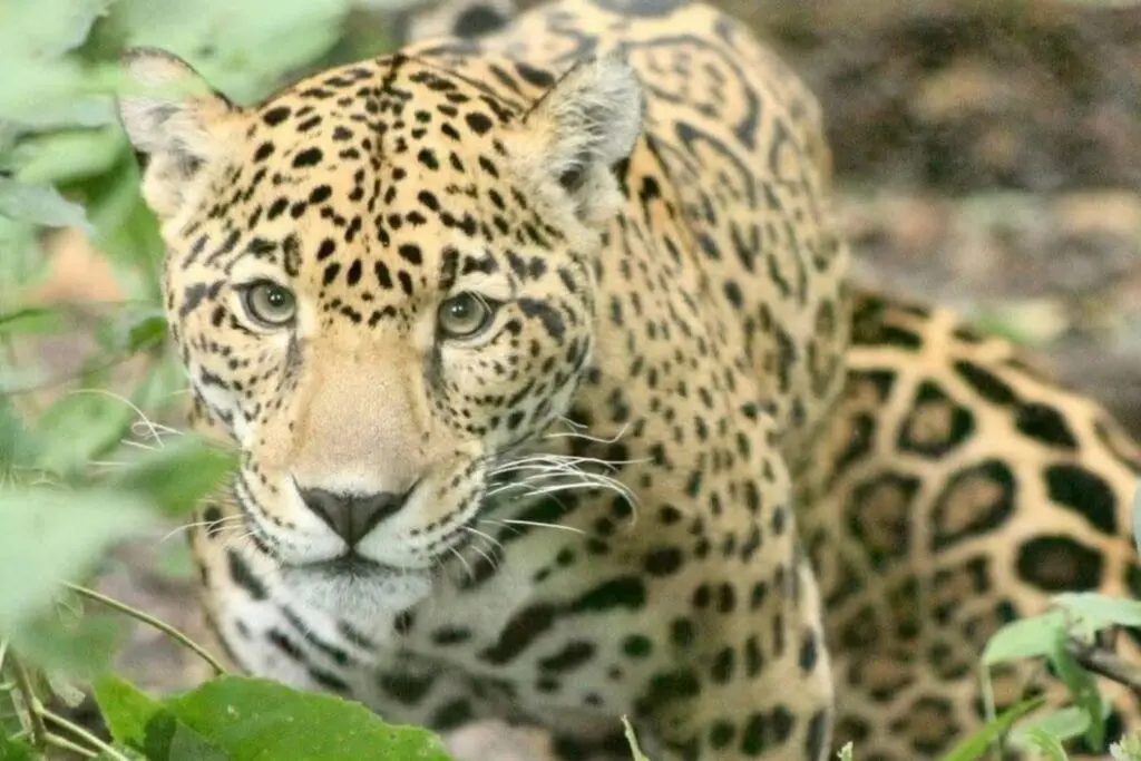 Muere "Gaby", la jaguar que durante 20 años dejó huella en el ZooMAT de Chiapas