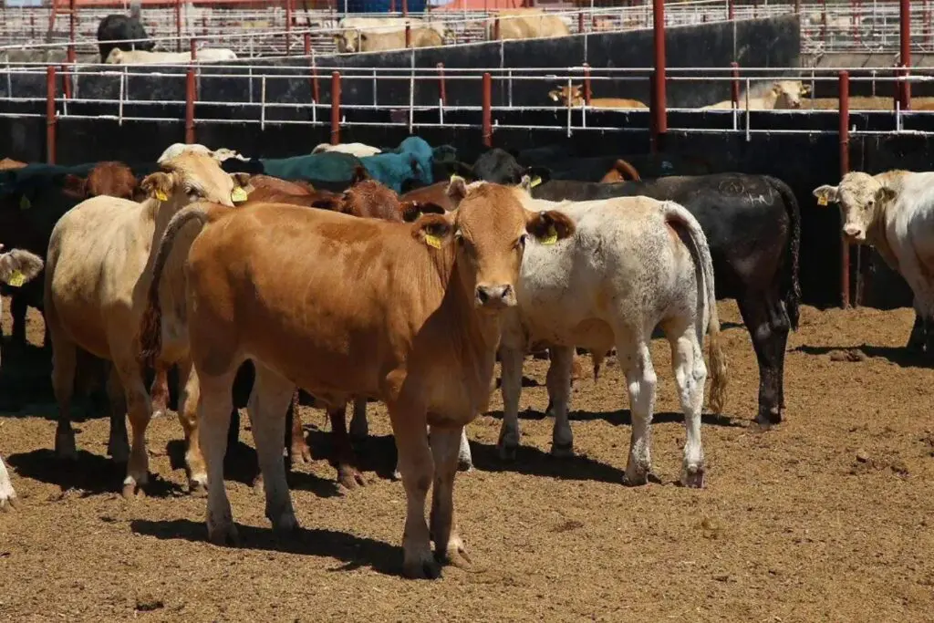 Desde Chiapas, lucha contra gusano barrenador abre paso a que Sonora retome exportaciones ganaderas a EU