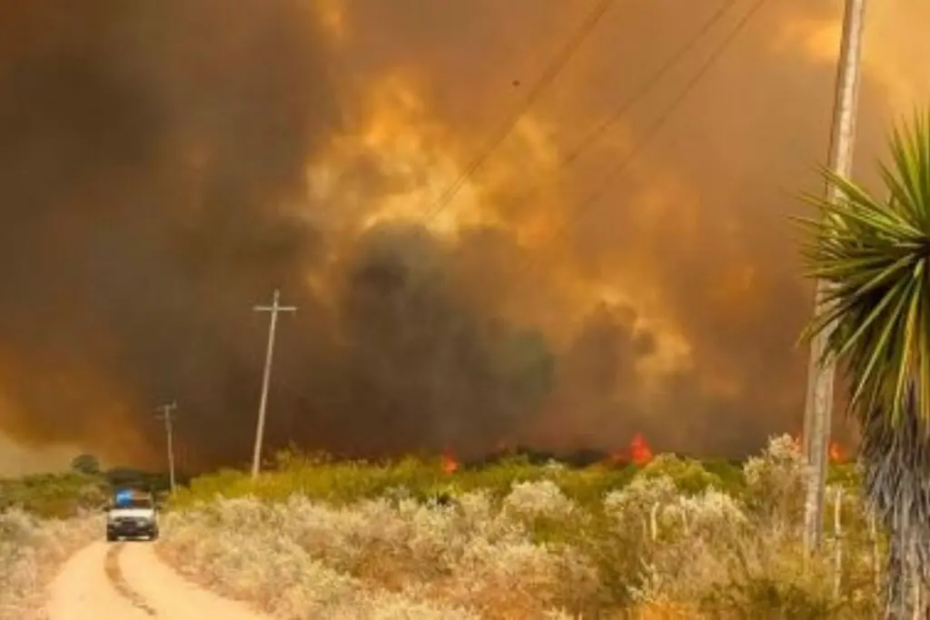 Incendio forestal en Tamaulipas afecta cerca de mil hectáreas