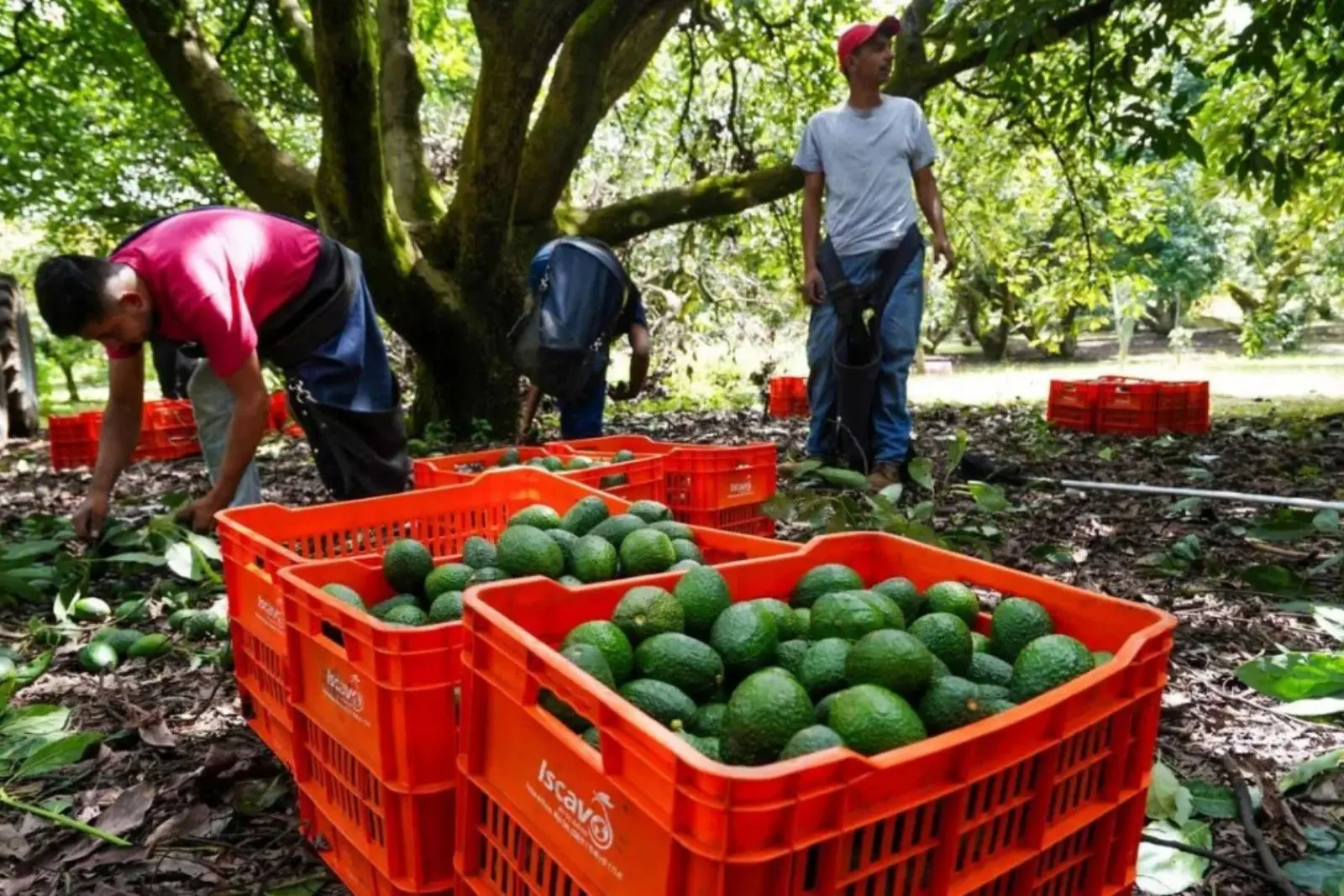 Aguacate mexicano deberá acreditar seguridad social de trabajadores para poder exportarse
