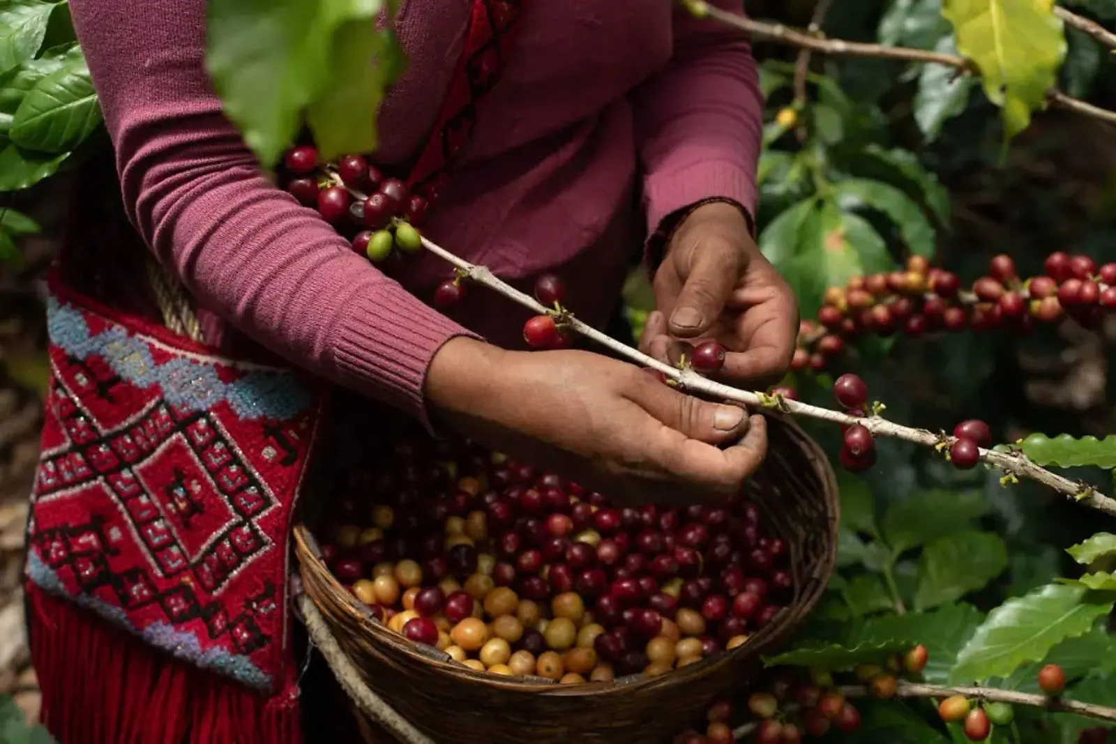 Chiapas Coffee Summit 2026 busca abrir nuevos mercados al café chiapaneco